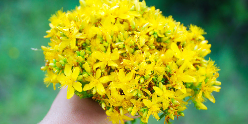 Жълтият кантарион е растение което е адски полезно То може