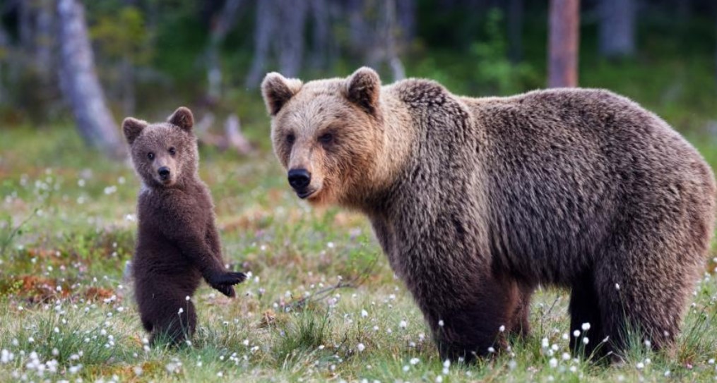 Майка мечка и малко мече са заснети в района на