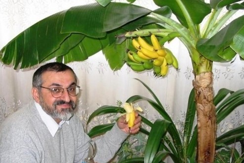 Банан растящ в апартамент звучи невероятно но е напълно възможно