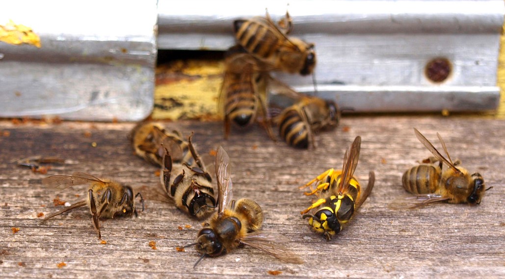 Пчелите измират прогресивно и това пряко застрашава изхранването и дори