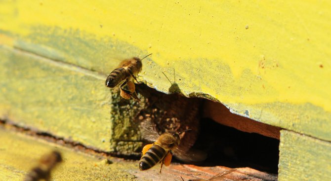 Всички знаем какво правят пчелите. Техният труд сред природата е