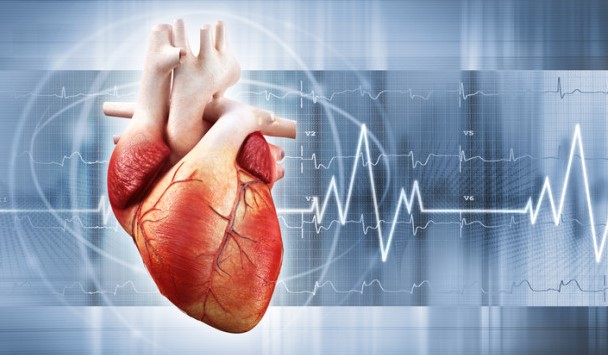 Сърцето е част от сърдечно съдовата система която транспортира хранителни