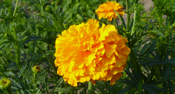 Турта тагетис е цвете с оранжеви цветчета което притежава невероятни