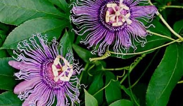 Пасифлора е красиво цвете и същевременно лековито растение. Настойките от