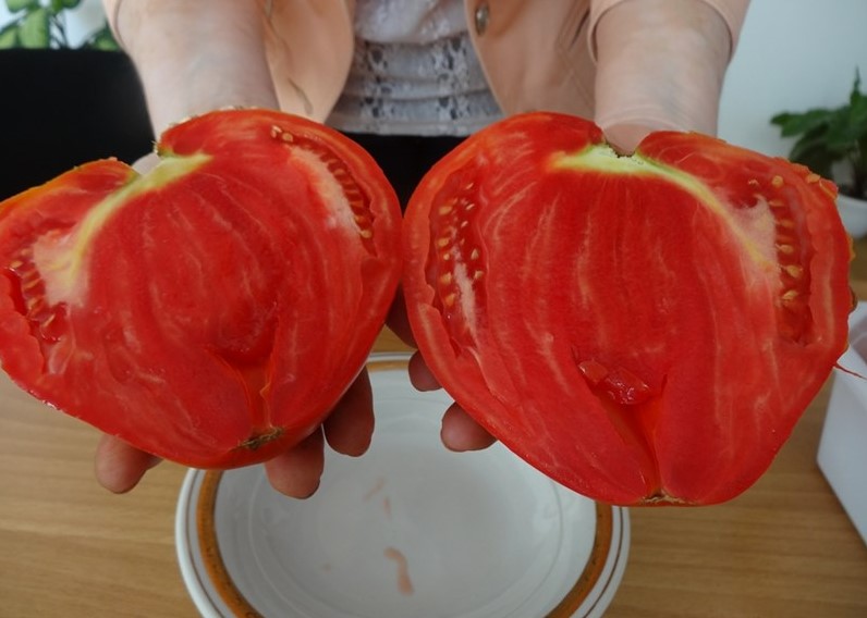 Българският доматът е най-вкусен в света. В това са убедени