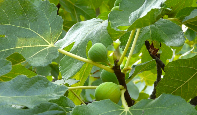 Листа от смокиня свалят кръвната захар лекуват язва и редуцират