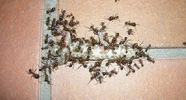 Мравки, бълхи и хлебарки са най-честите неканени гости в нашите