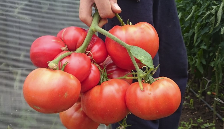Тази отдавна забравена народна рецепта за подхранване на доматите се