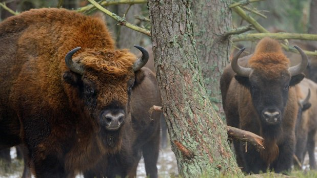 За първи път от векове смятаните за изчезнали европейските бизони