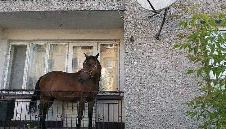 Кон на балкона беше забелязан в благоевградския квартал Орлова чука Грижовните