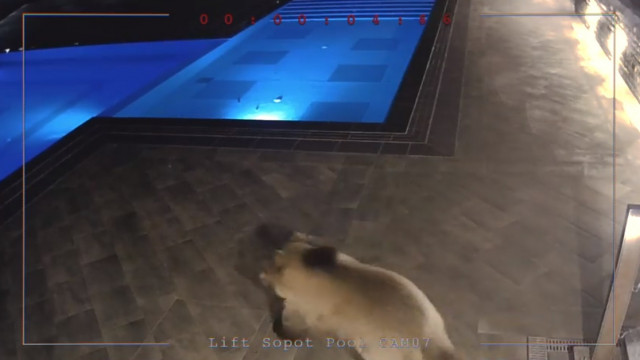Голяма кафява мечка се промъкна в басейна на Лифт Сопот