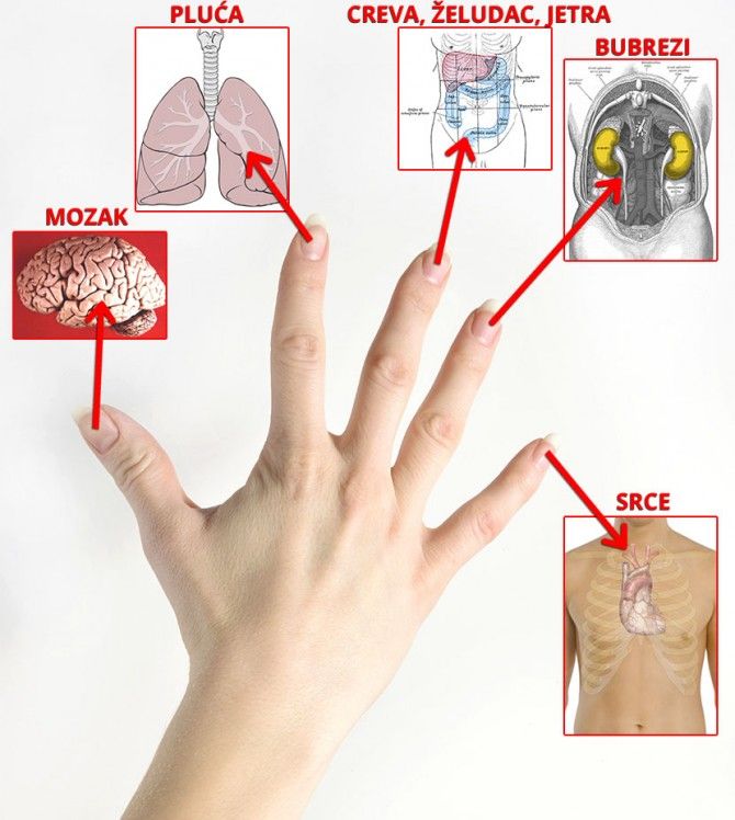 Всеки пръст на ръката е свързан с два човешки органа