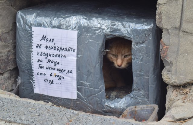 Къщичка за улично котенце са устроили добри хора на ул.