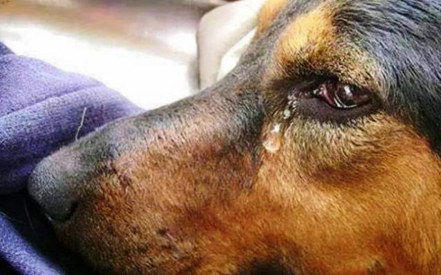 Кучетата плачат ли Усещат ли болка Страдат ли … И