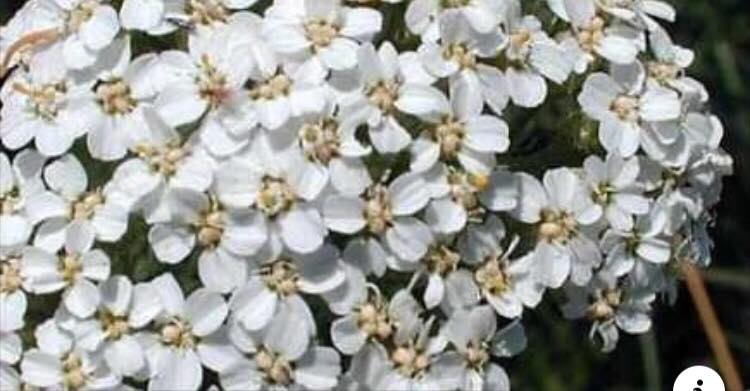 Белият равнец achilea millefolium е една от най познатите и разпространени