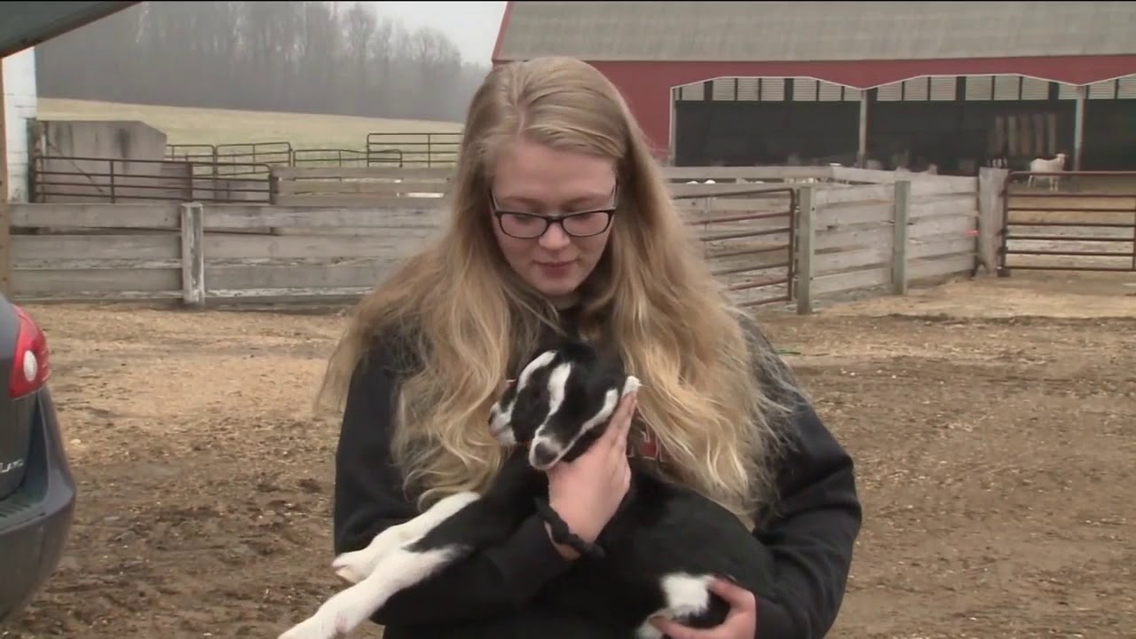 Във ферма в щата Уисконсин коза роди малко с две глави които се хранят самостоятелно