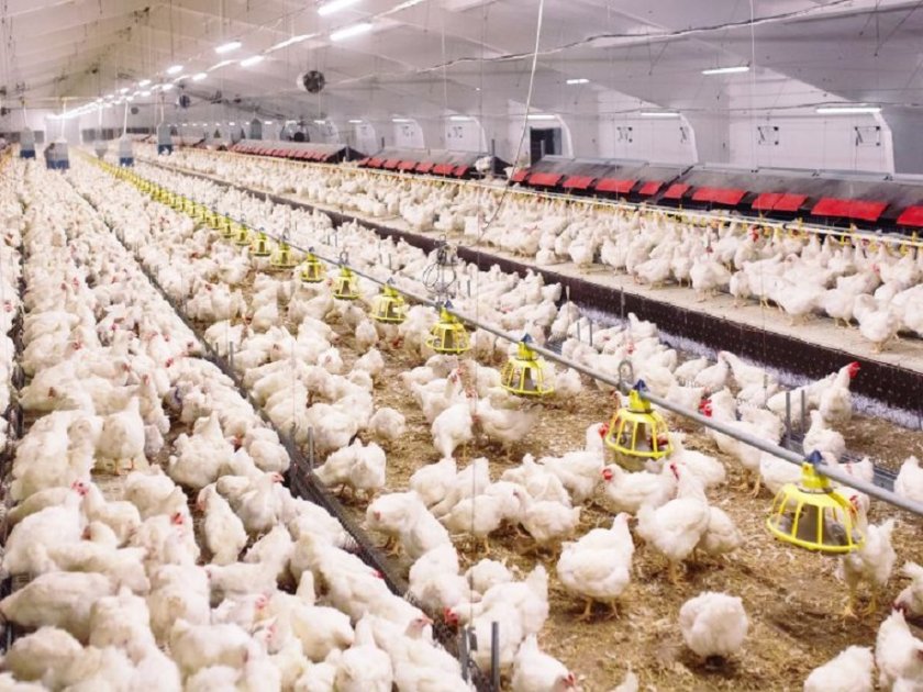 Апокалиптичен вирус от ферми за пилета ще унищожи половината човечество