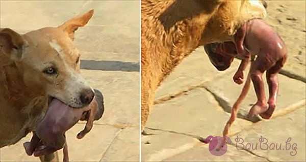 Снимката на улично куче, захапало току-що родено бебе, разтърси хиляди интернет потребители по света.