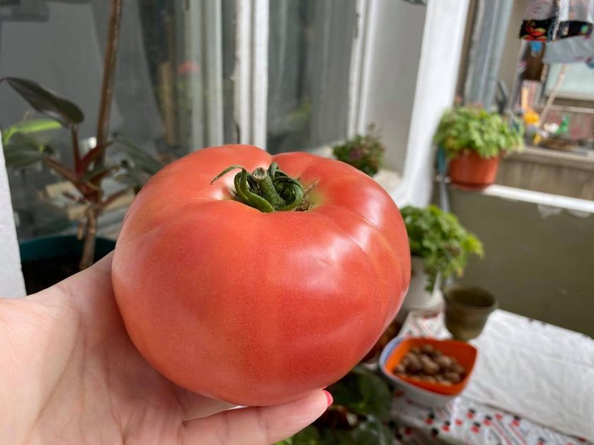 Уникални домати родно производство удариха в земята гръцките и турските