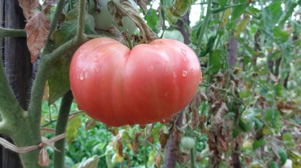 Добрата реколта от домати е гордост за градинаря особено в