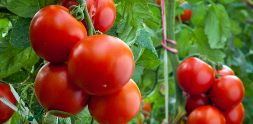 Вкусни домати – няколко важни тайни за отглеждането им Тайна