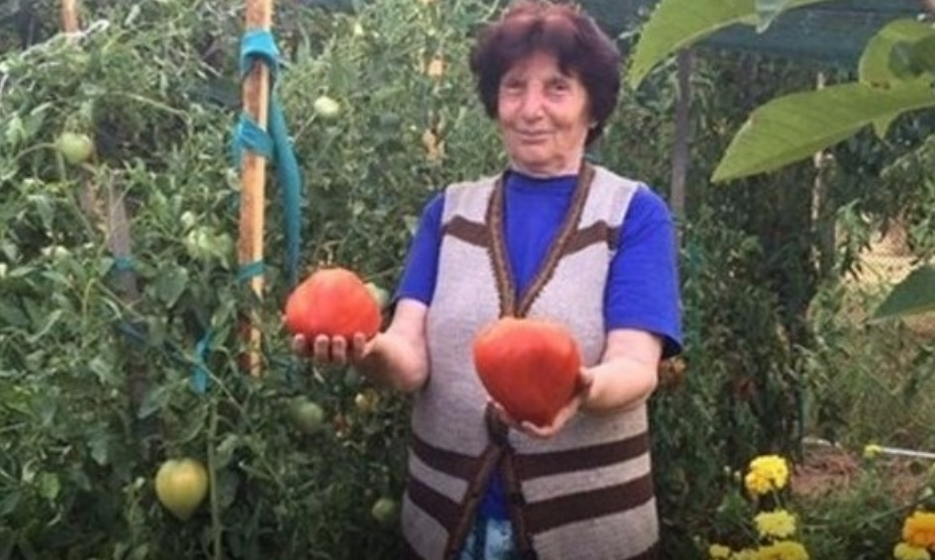 Отглеждането на домати е любимо от дълги години на поколения българи Едва