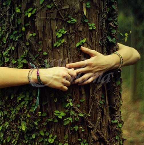 Дърветата могат да споделят енергията си така че могат да