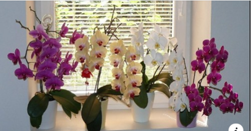 Много обичам орхидеите, така че имам десет вкъщи. Само че две години