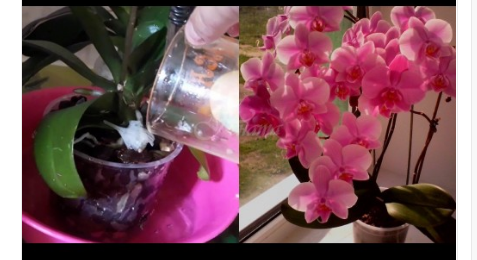 Орхидея – истинска декорация на дома. А ако искате да цъфти вечно , трябва