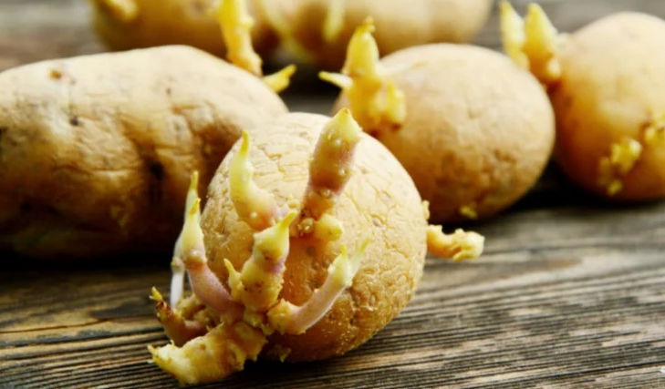Често се ядосваме когато видим че картофите са поникнали Всъщност