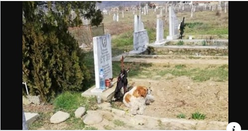 40 дни куче неотлъчно пази гроб на наскоро починал човек. Емоционалната