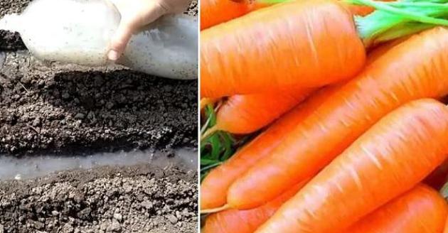 Засяване на морковите по ефективен начин Сочни моркови бързо поникване