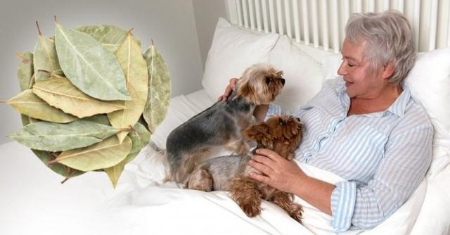Позната съседка на пенсионна възраст скри дафинов лист в спалнята