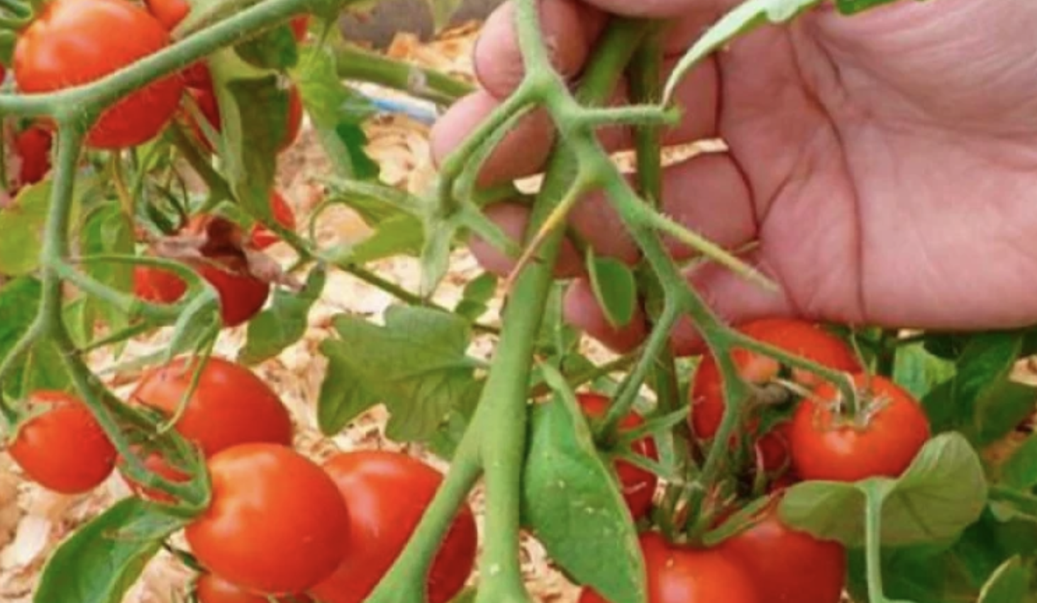 Никога не съхранявайте доматите в хладилник Ниските температури превръщат захарите