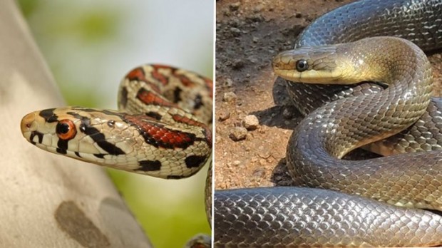 В България се срещат 17 вида змии от 6 семейства, което