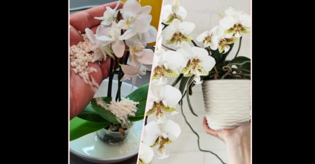 Показвали сме ви всевъзможни трикове за грижа за орхидеята Включително