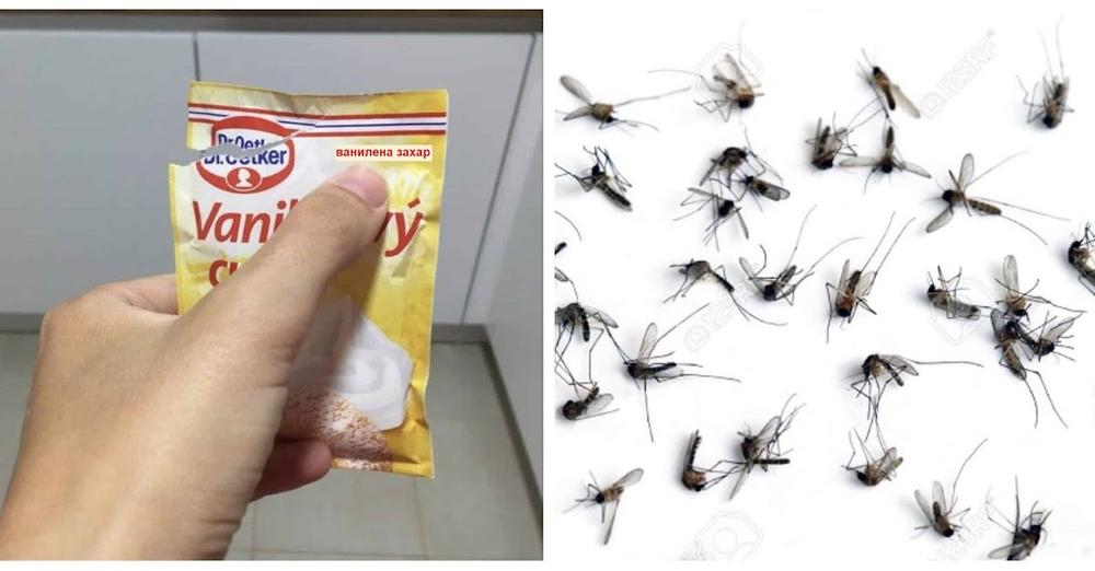 Лятото е сезонът на комарите а поради липсата на студена