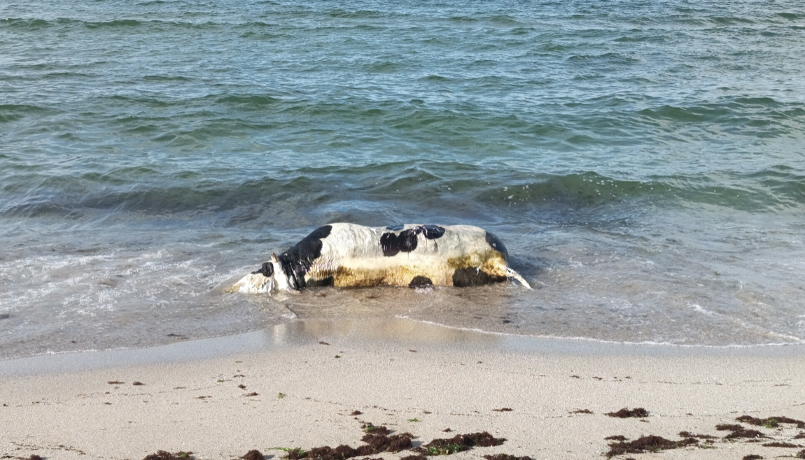 Трети труп на крава изплува на родното крайбрежие След като