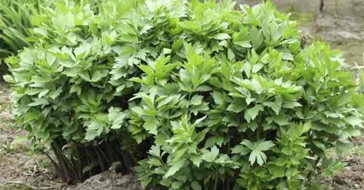 Девесил е силно здраво многогодишно растение което няма естествени врагове