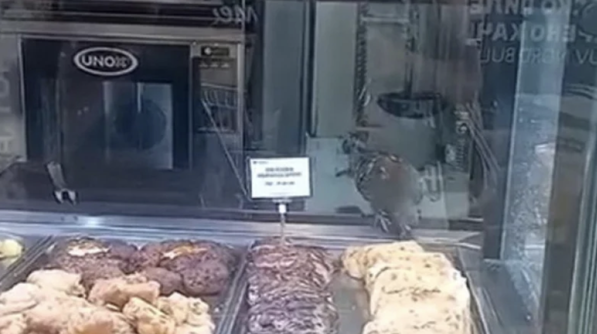 Гълъб влезе във витрината в магазин Кауфланд“ във Велико Търново.
