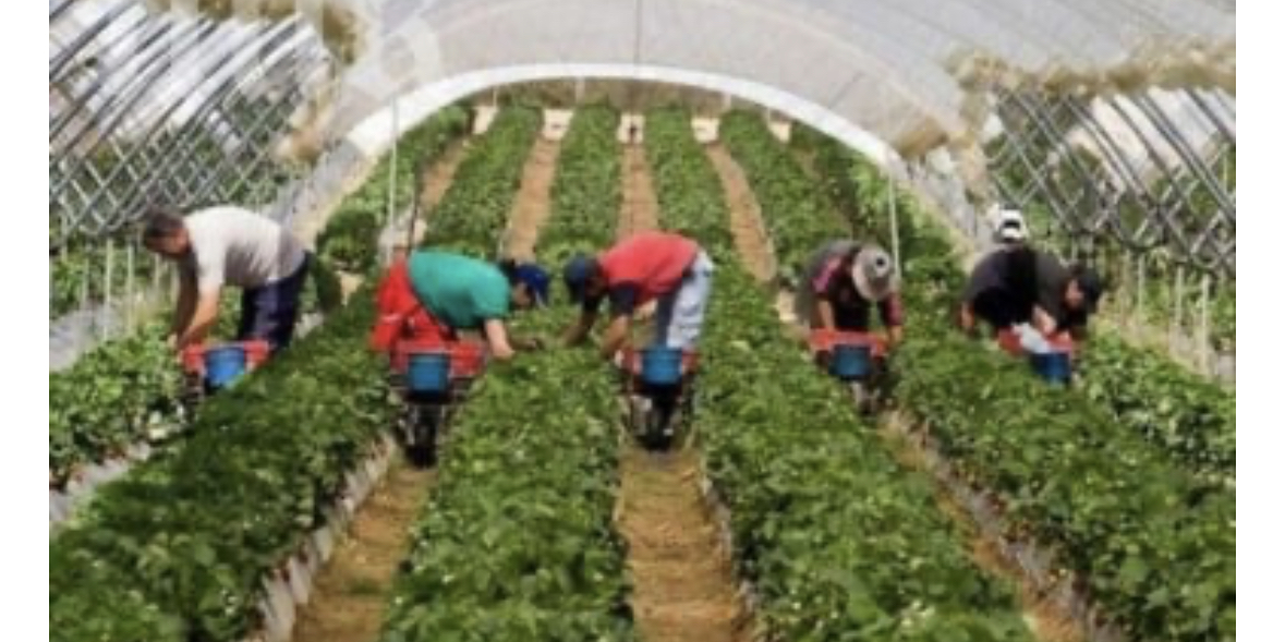 Българи масово щурмуват заводите за производство на различни хранителни стоки
