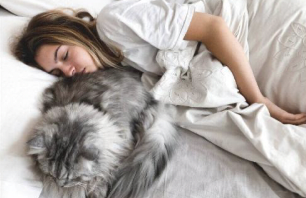 Много хора са разбрали че котките имат не само очарователен