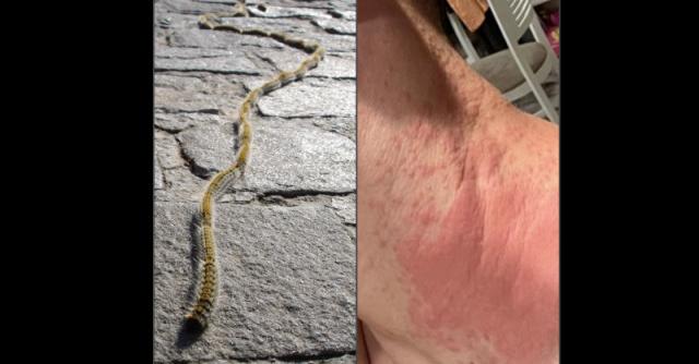За опасно насекомо предупреждават от Нова телевизия Сигнал за пострадали