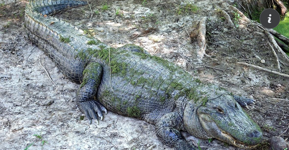 Крокодилът отглеждан в столичния квартал Ботунец ще бъде преместен в