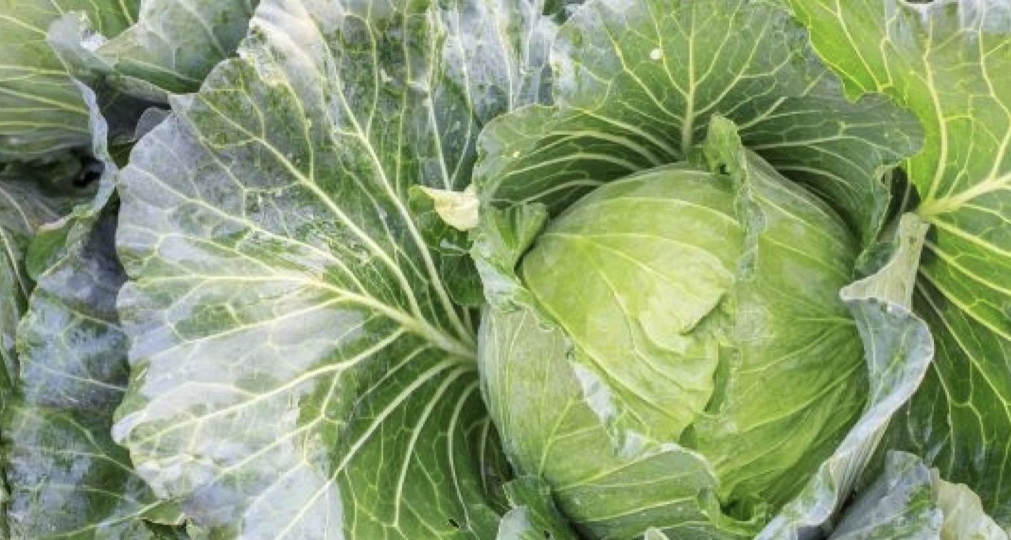 Зелето е суперхрана и е трудно да се изброят всичките