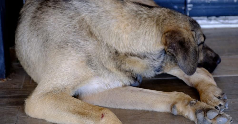 Резултатите от първите тестове за заразата отчели положителен резултат на