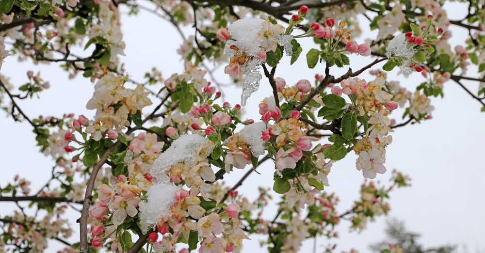 Заради рязкото застудяване – цялата реколта от череши праскови и