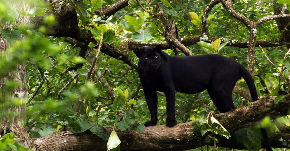 Отглеждането на опасни хищници като домашни животни се е превърнало