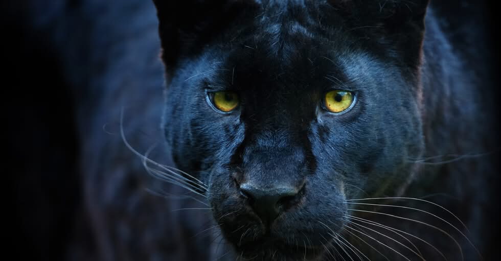 Издирването на черния леопард забелязан в района на Шуменското плато