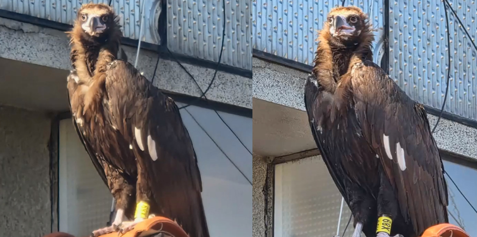 Една от най големите птици в Европа кацна в Разлог Тя